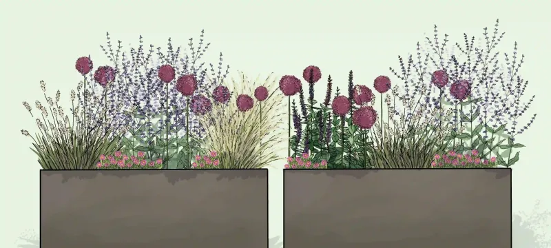 Rêve d'Été en Violet et Rose