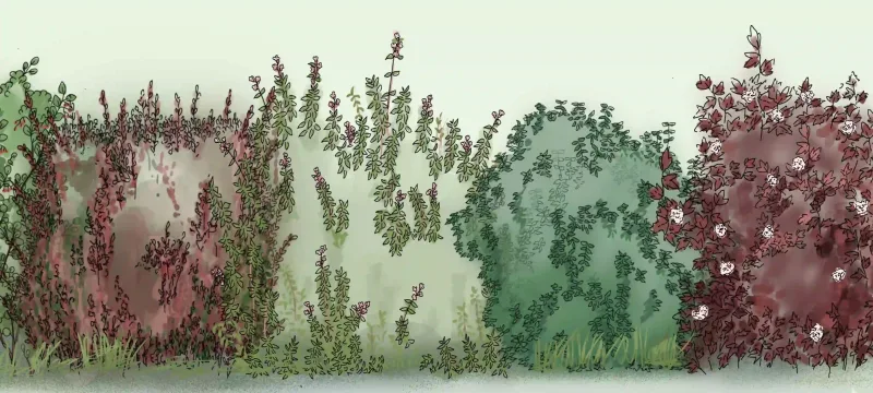 Un paradis pour les papillons