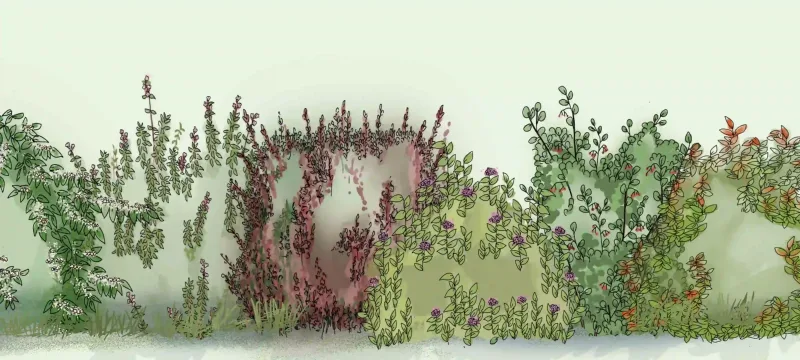 Haie de séparation basse et florifère
