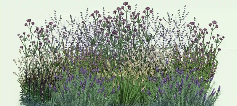 Éclat de violet