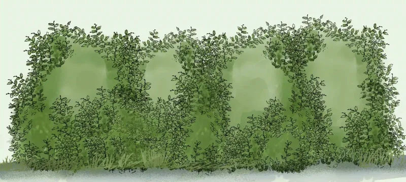 Haie monospécifique