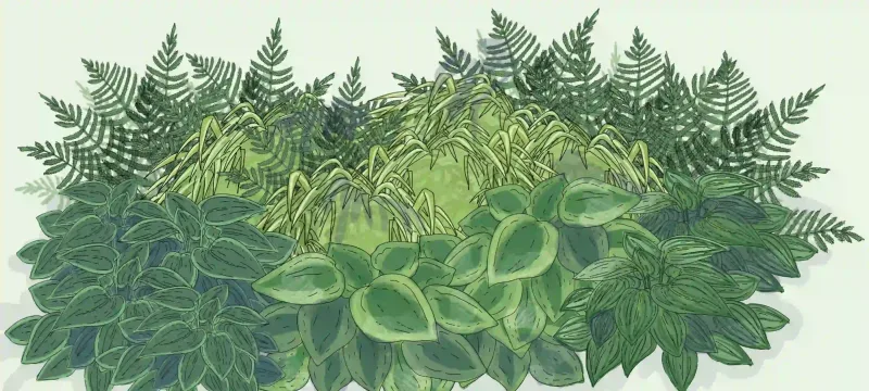 Jardin d'ombre