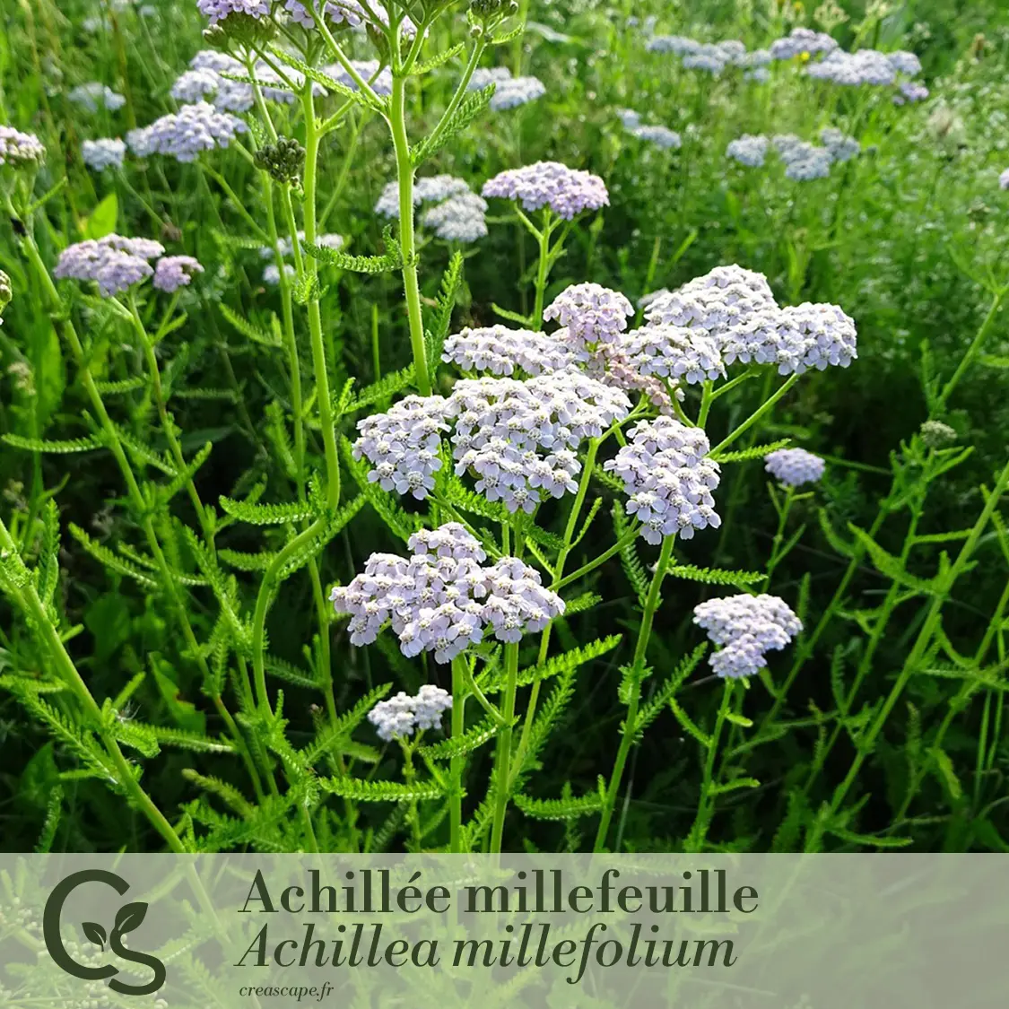 Un jardin fleuri pour des bouquets toute l'année - plante 1