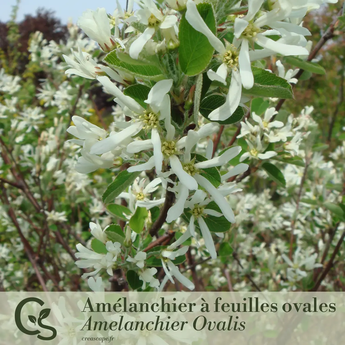 Haie de séparation naturelle et fleurie - plante 2