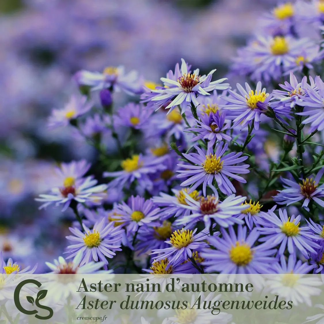 Un jardin fleuri pour des bouquets toute l'année - plante 2