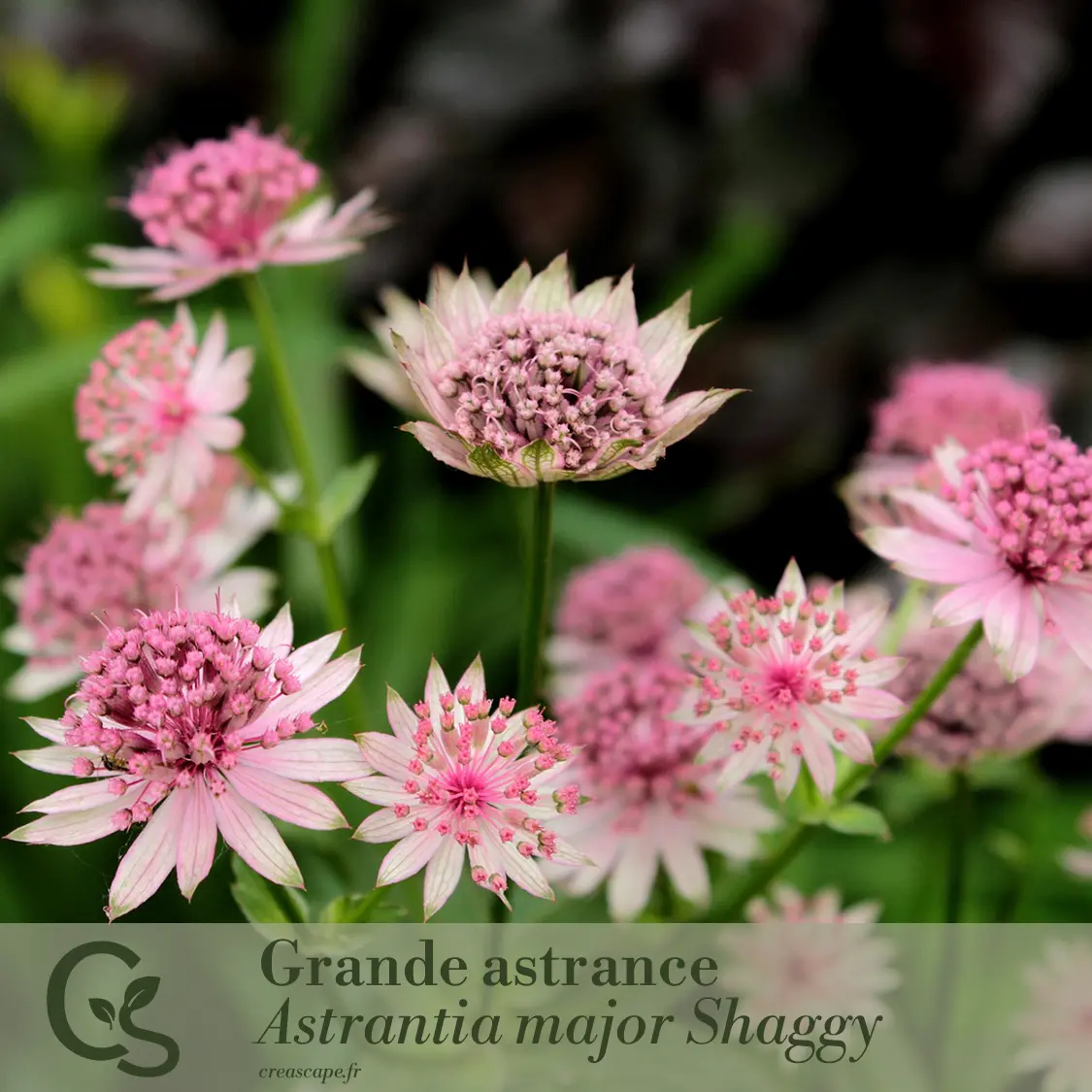 Panache de blanc - plante 1