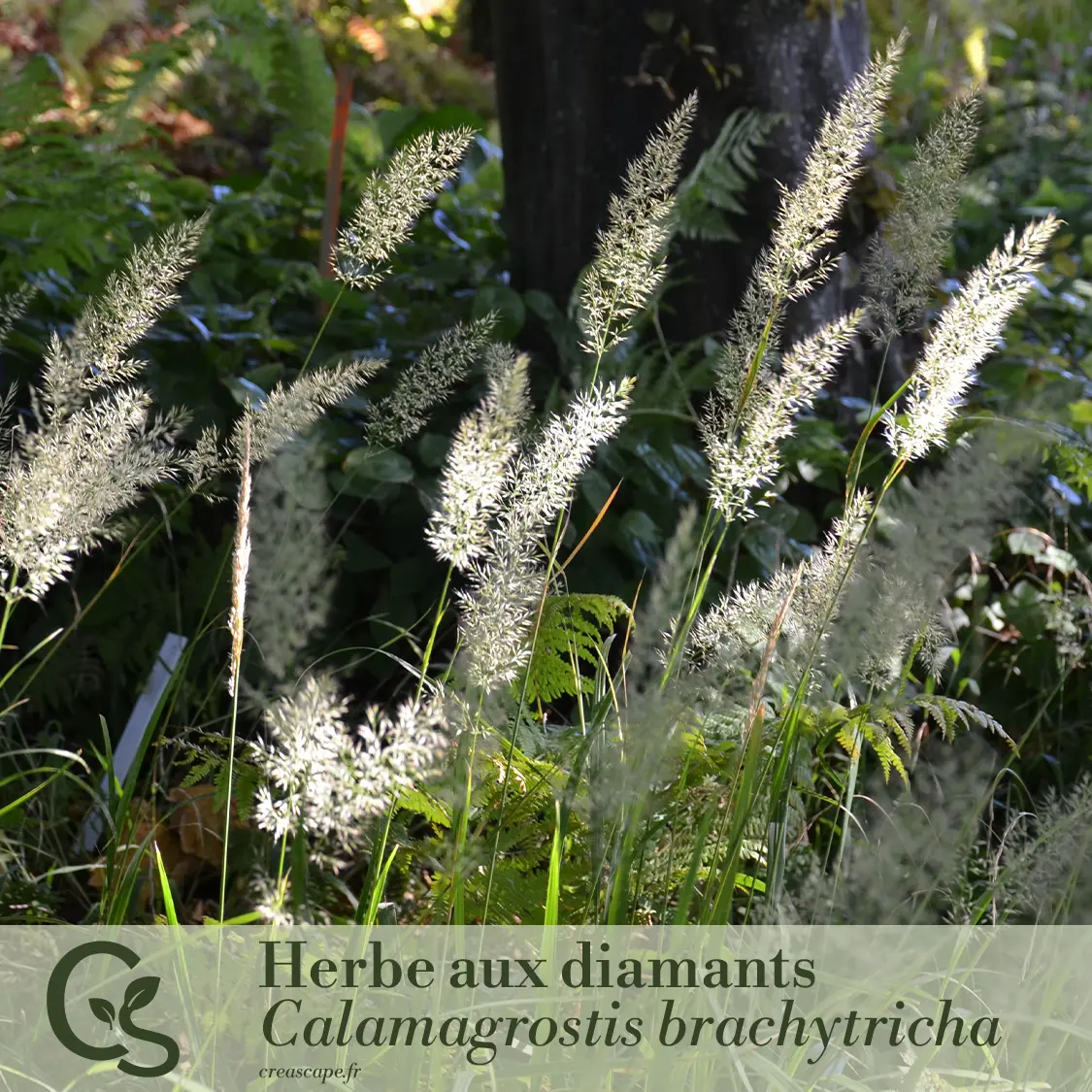 Un jeu de textures et de mouvements - plante 1
