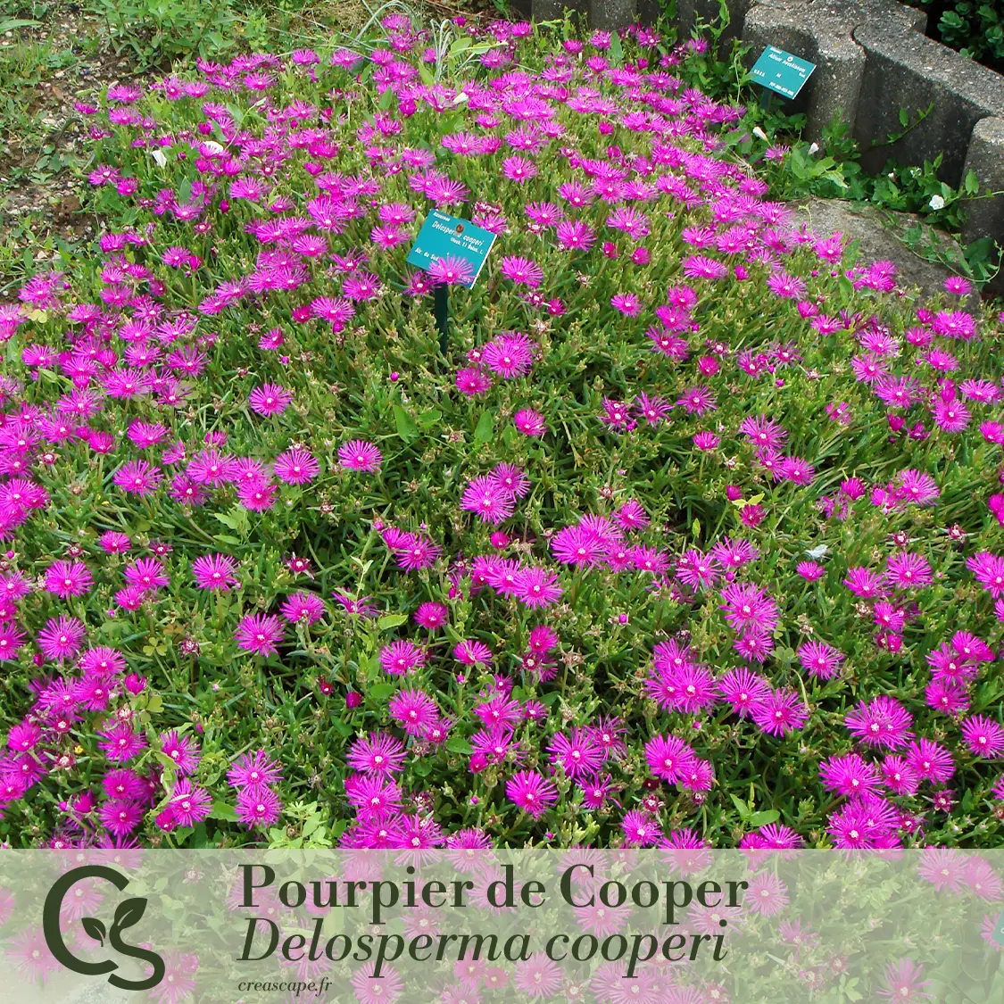 Rêve d'Été en Violet et Rose - plante 2