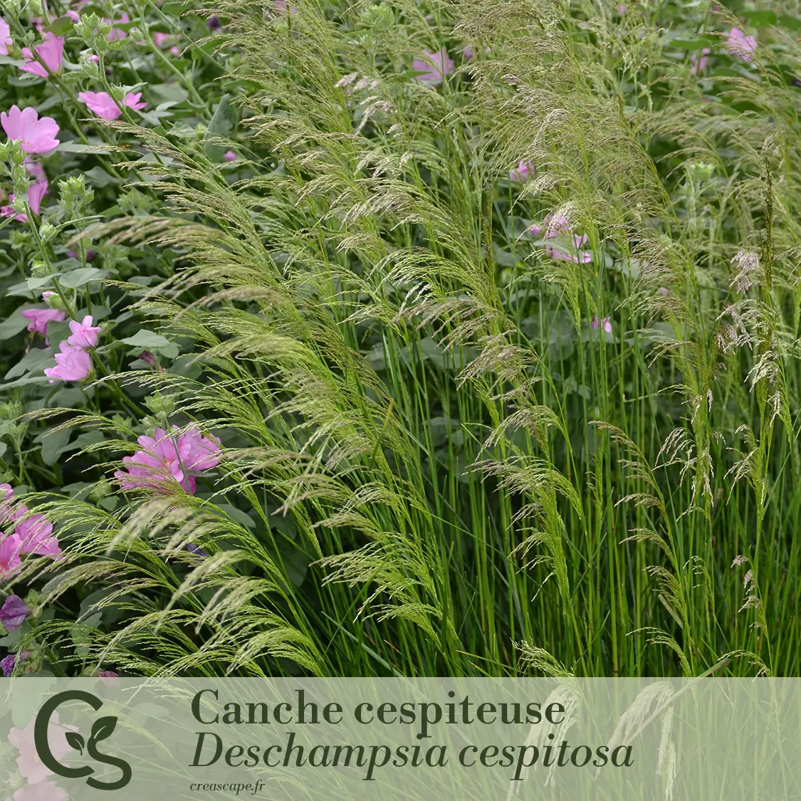 Panache de blanc - plante 2
