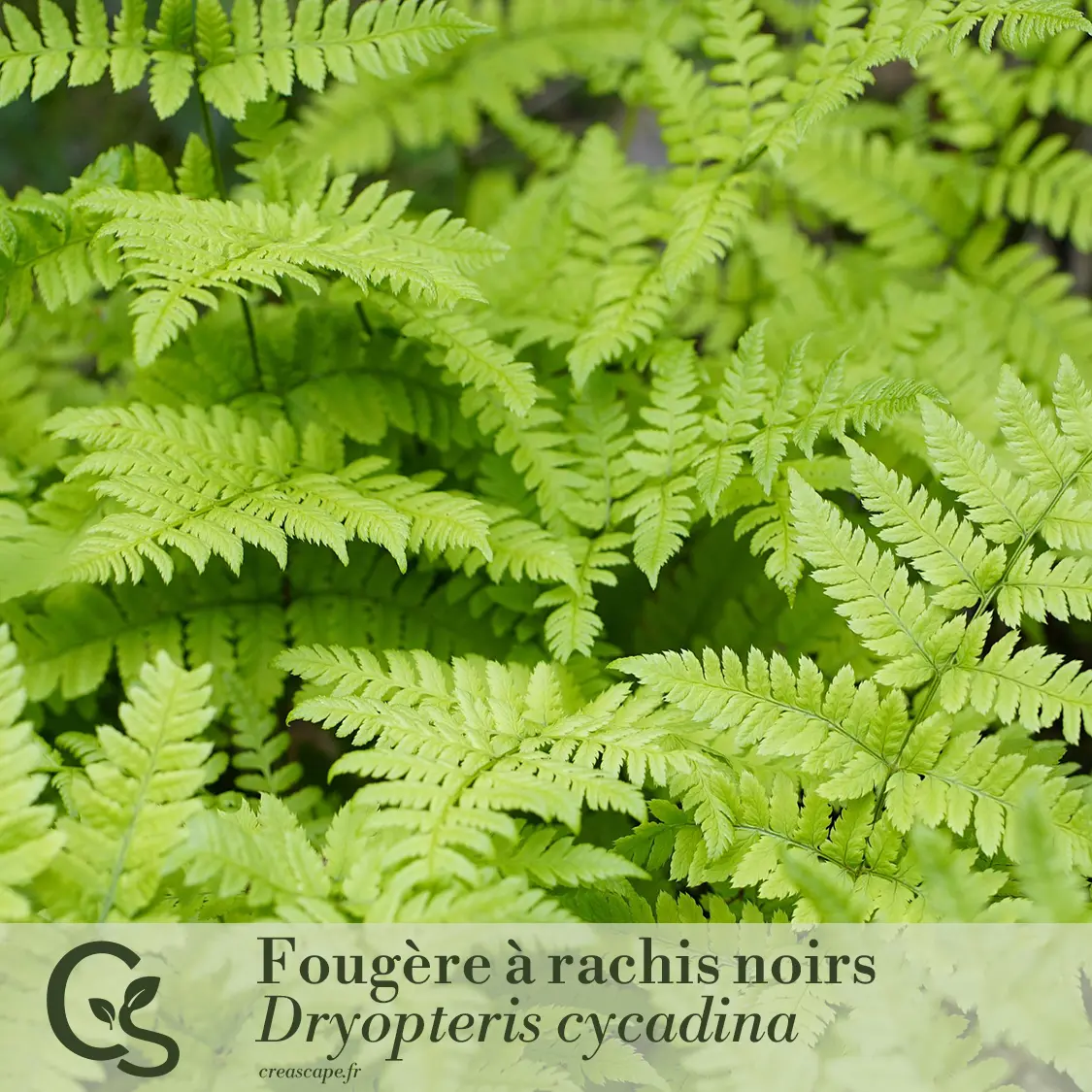 Jardin d'ombre - plante 1