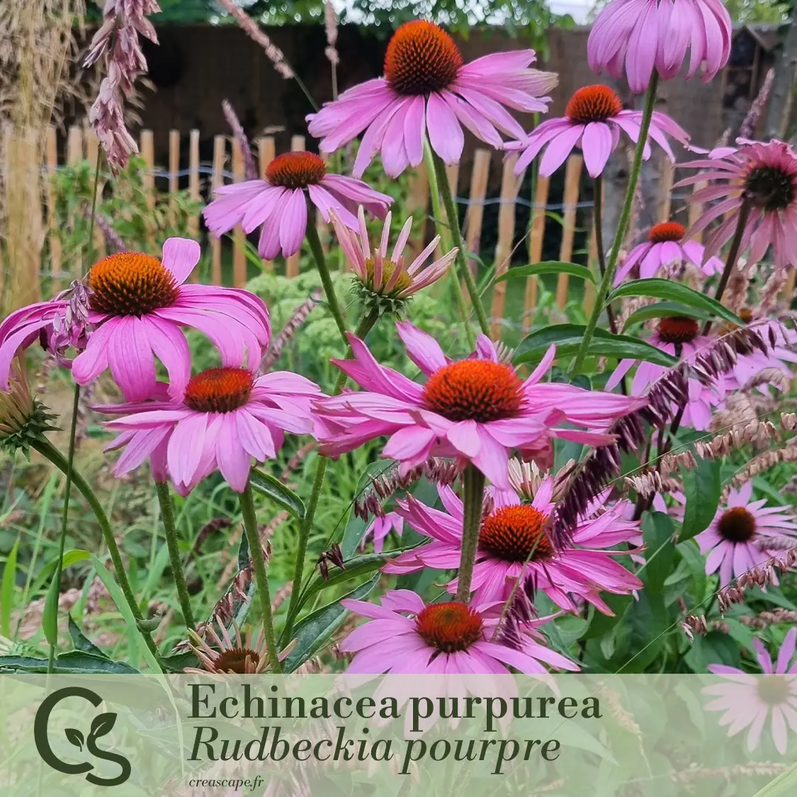 Panache de rose et violet - plante 2