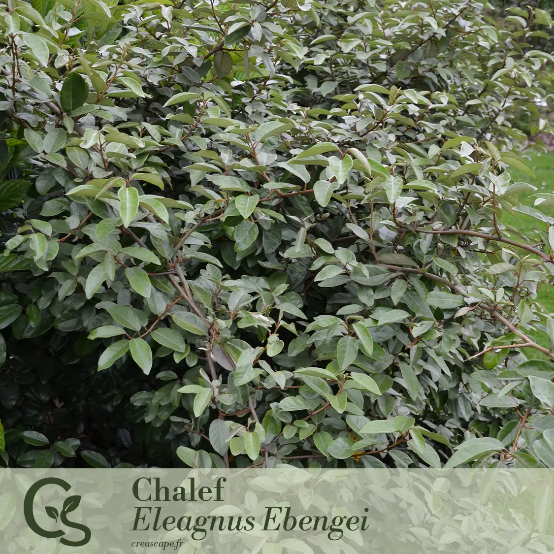 Écran végétal - plante 2