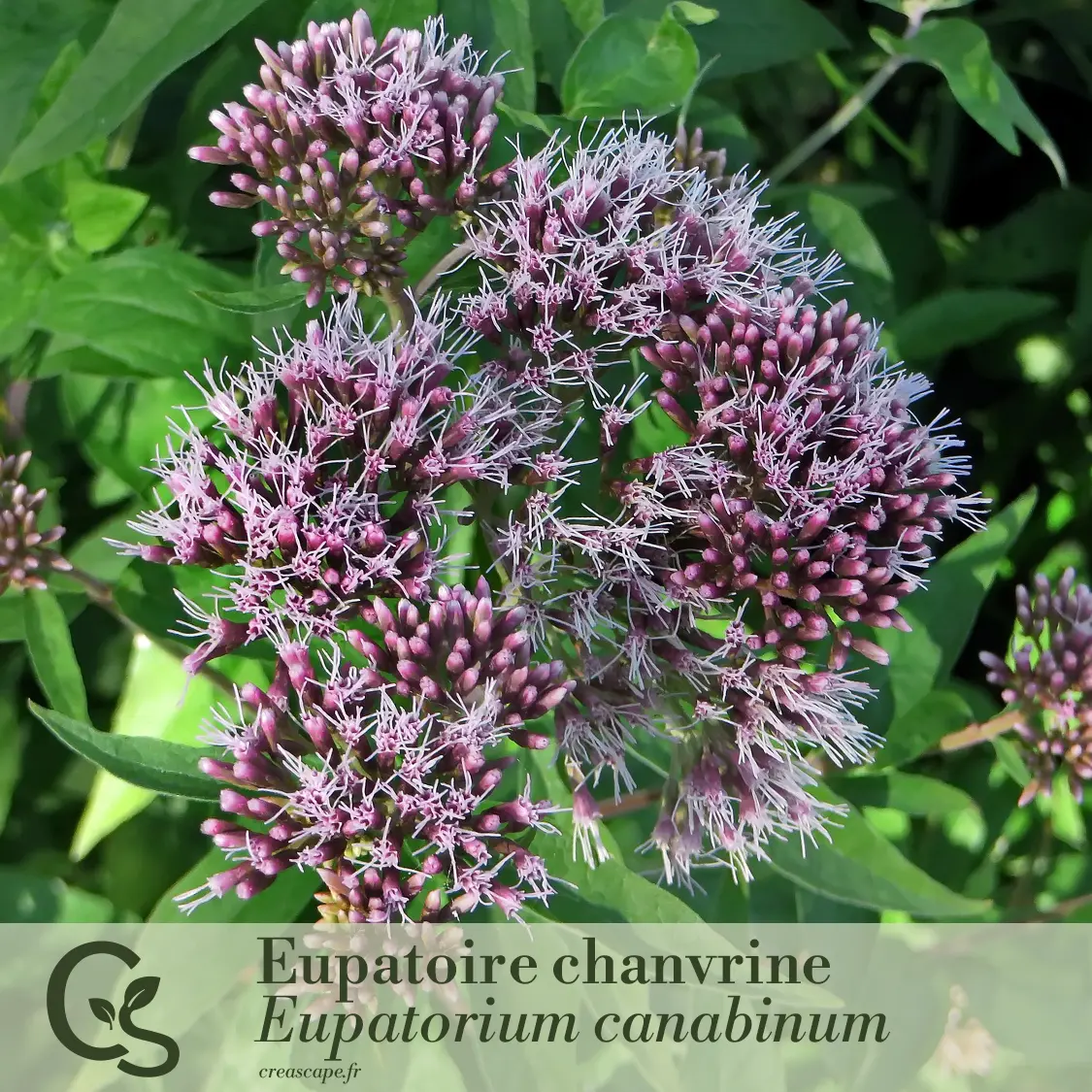 Panache de rose et violet - plante 3