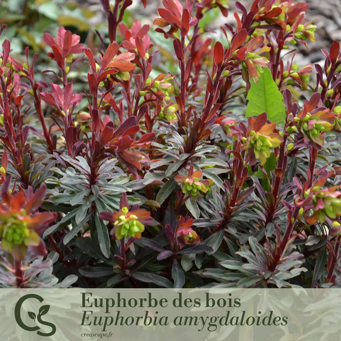 Ombre Élégante - plante 1