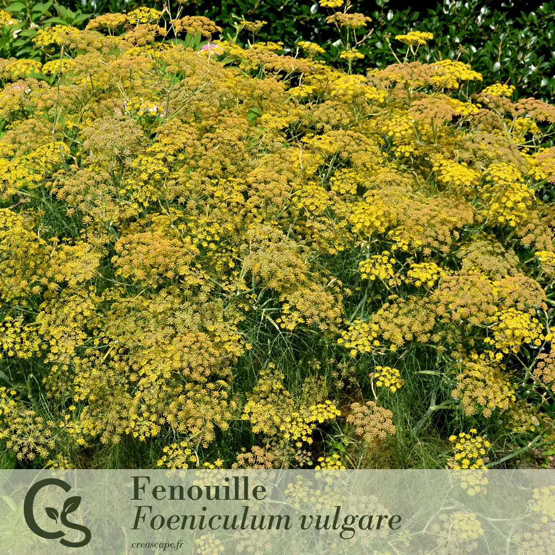 Parfum et saveurs - plante 4