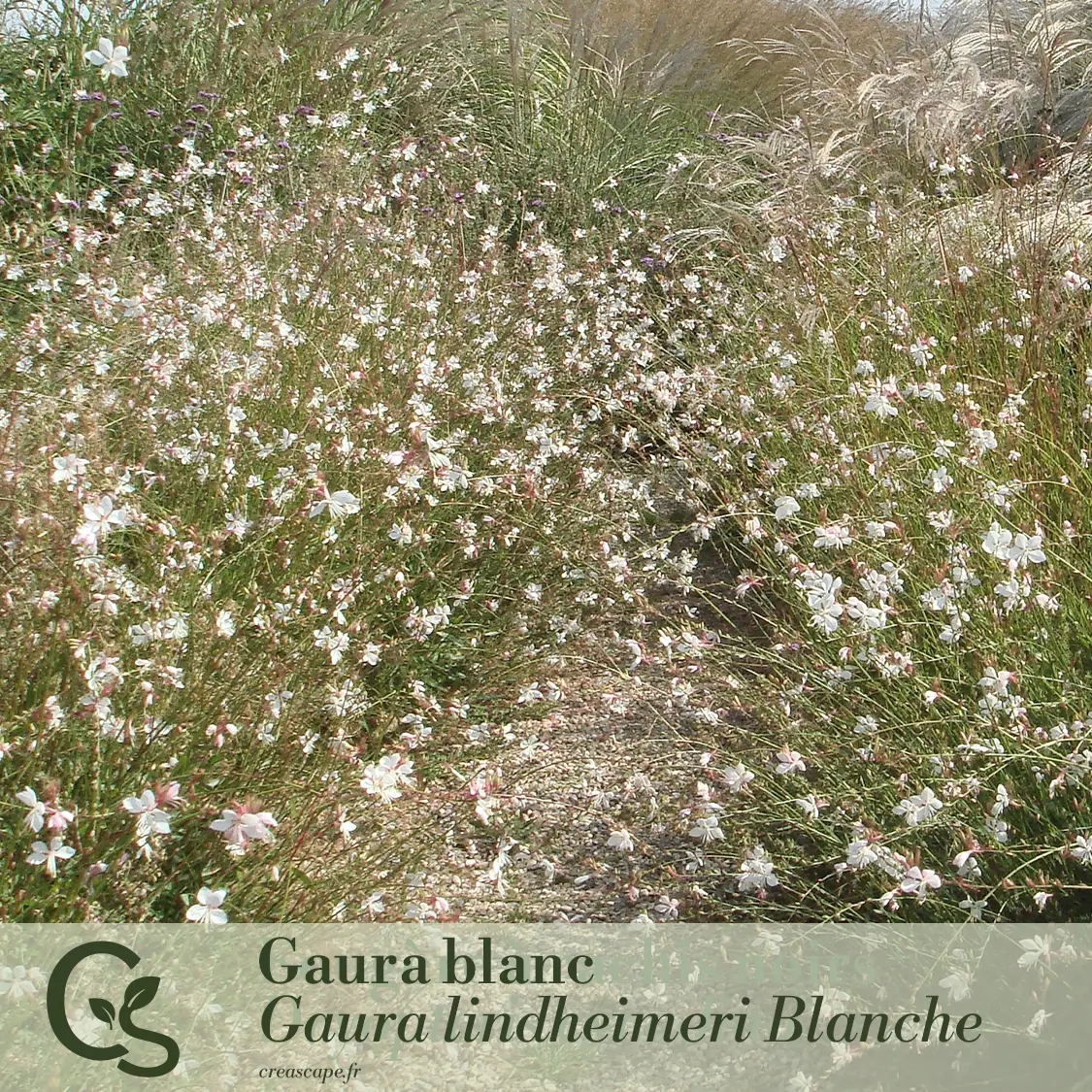 Panache de blanc - plante 3