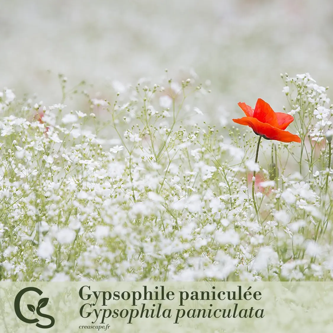 Panache de blanc - plante 4