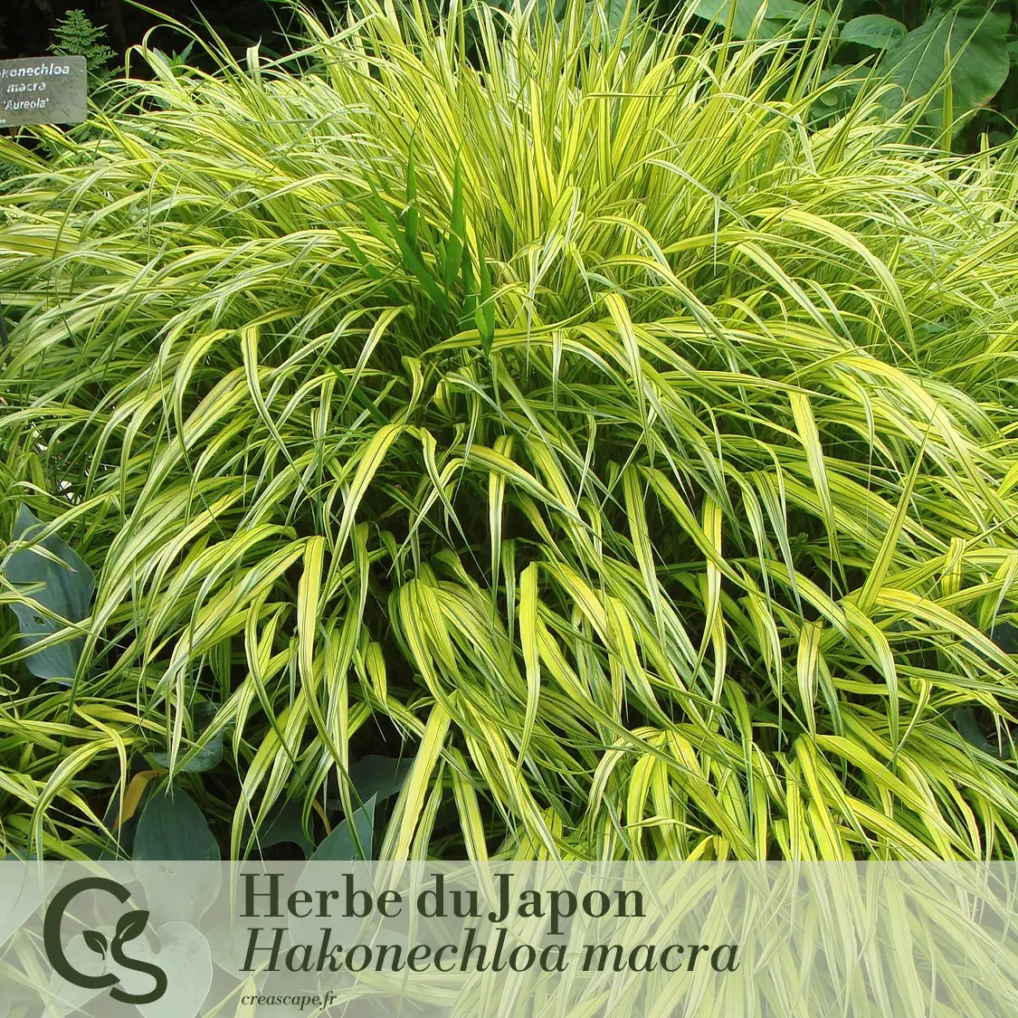 Jardin d'ombre - plante 2