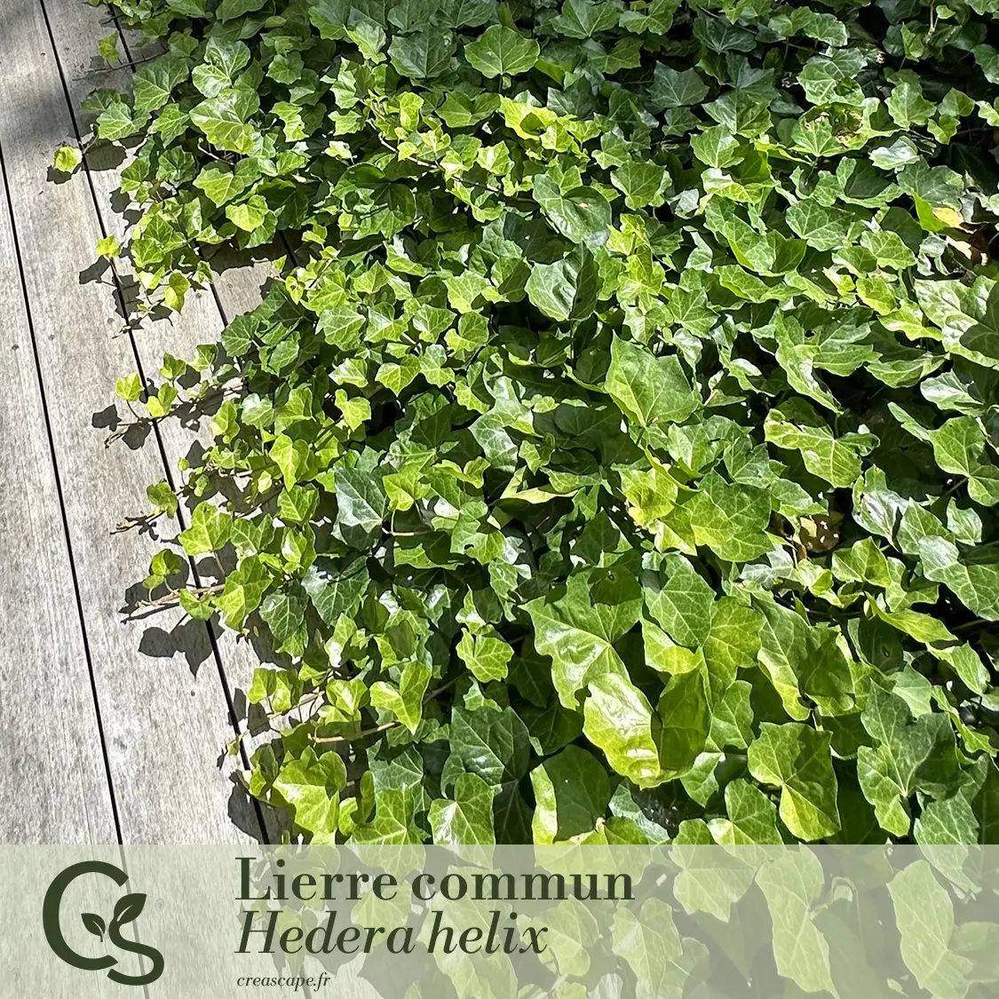 Ombre Élégante - plante 2