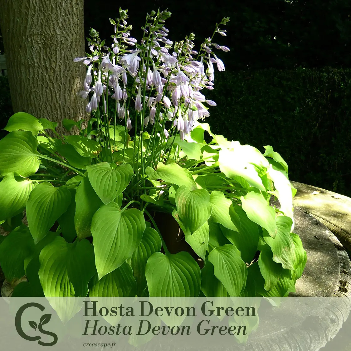 Jardin d'ombre - plante 3
