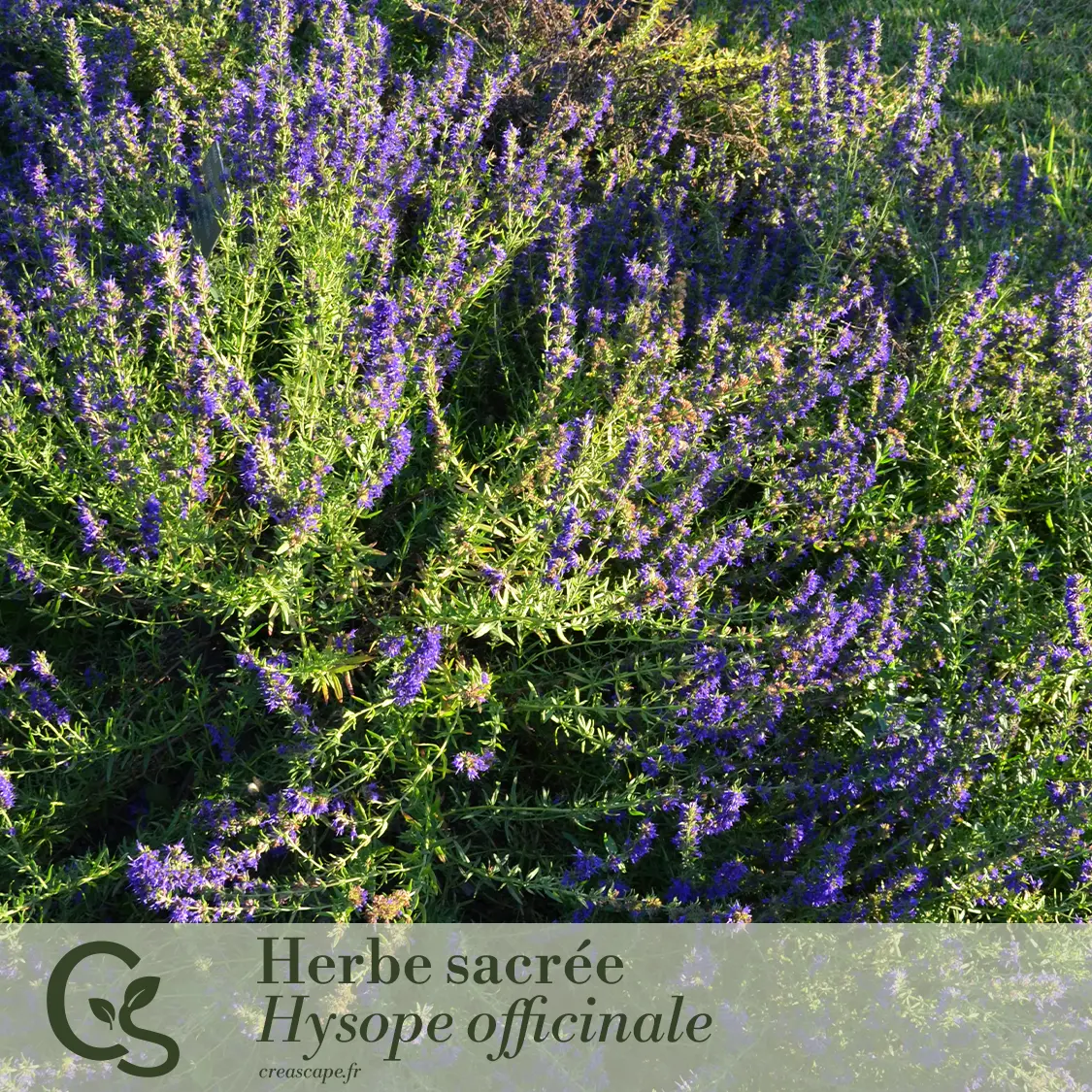 Éclat de violet - plante 1