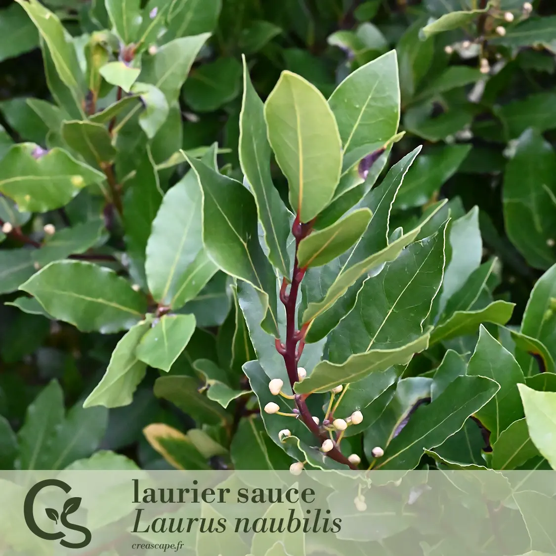 Haie méditerranéenne - plante 3
