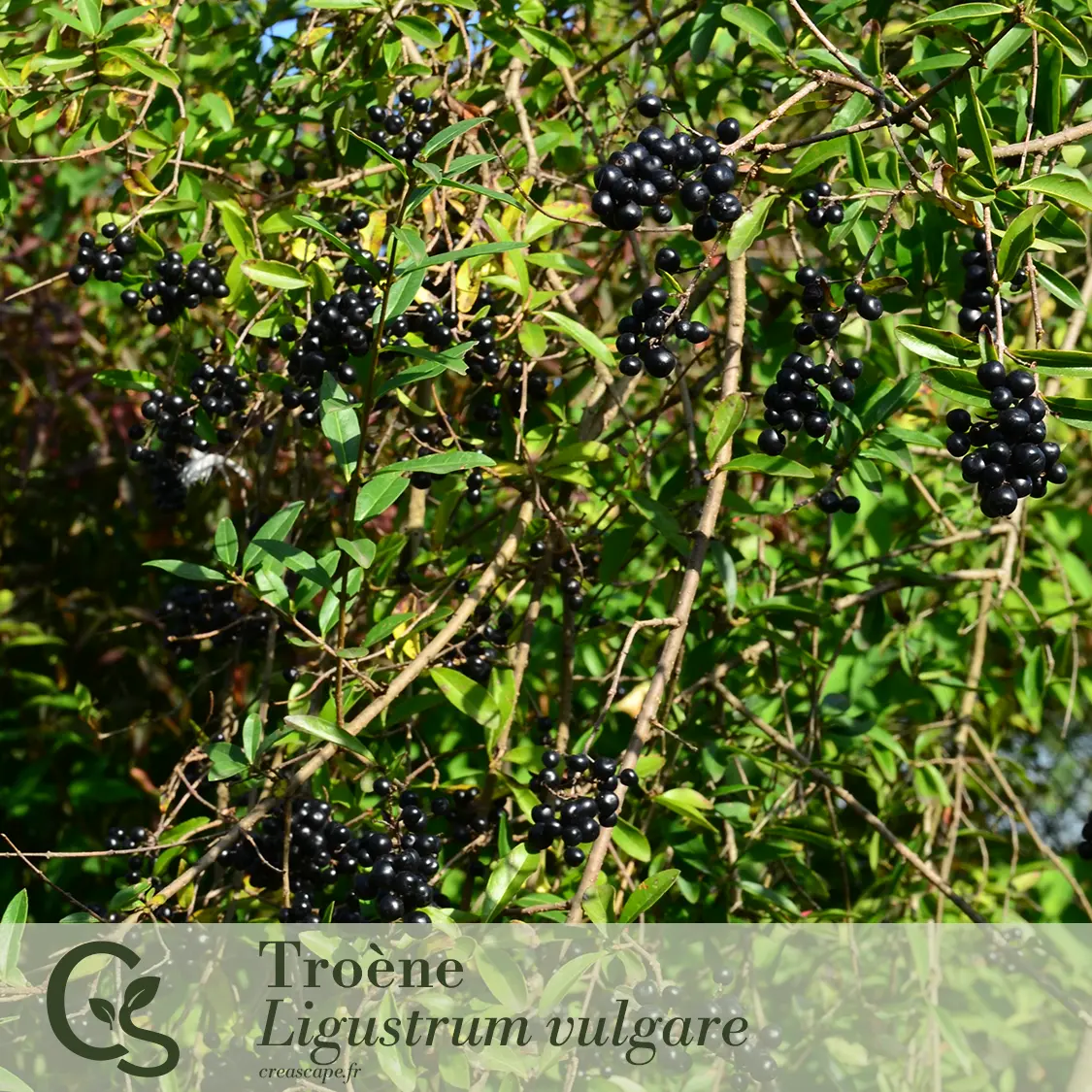 Intimité et verdure - plante 3