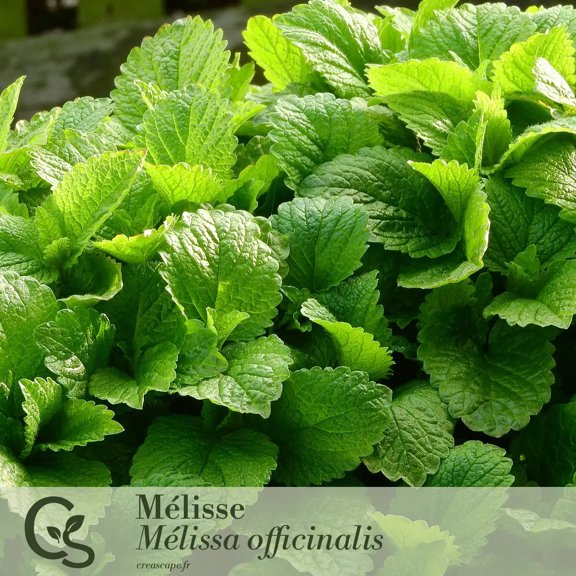 Jardin Gourmand - plante 2