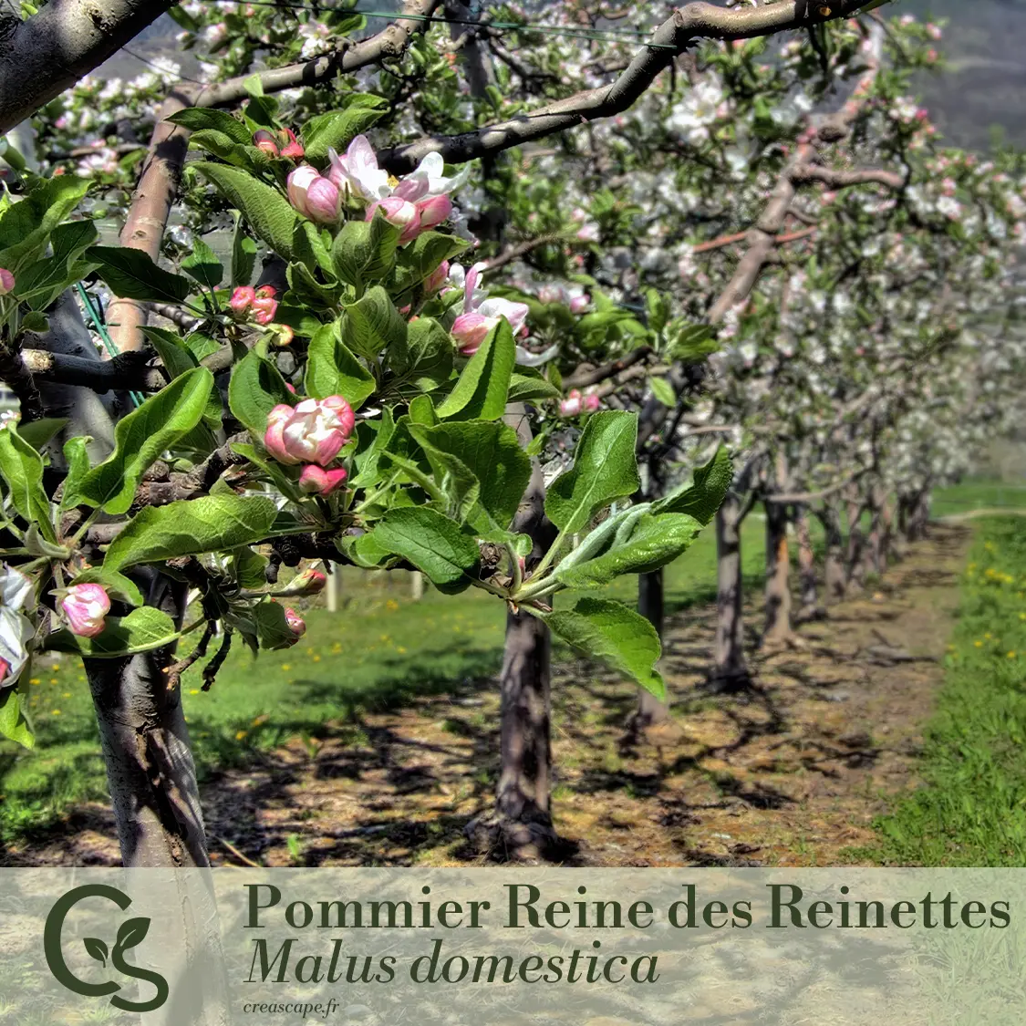 Haie fruitière haute - plante 4