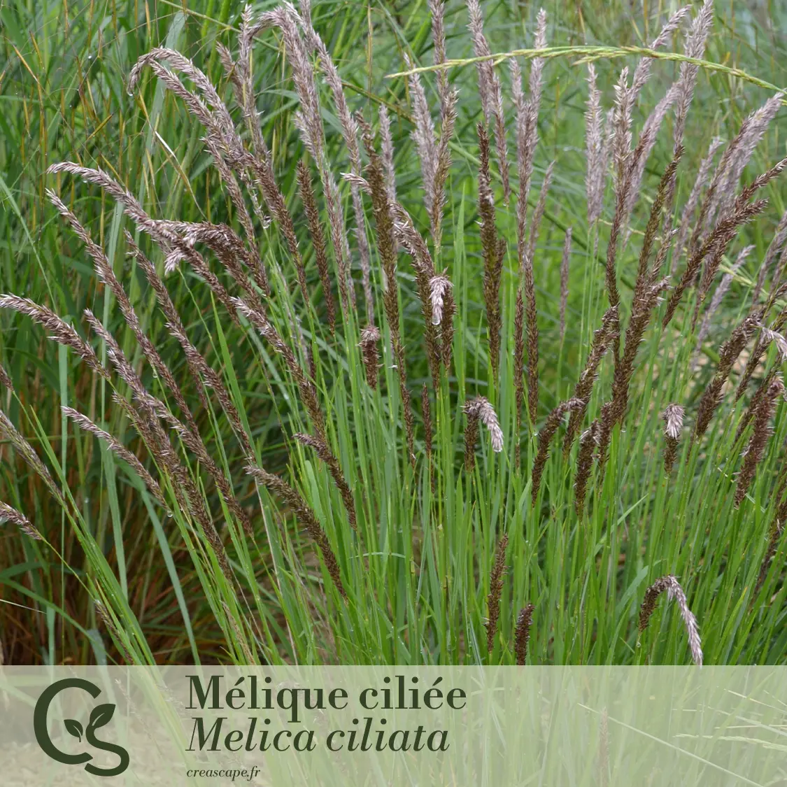 Un jeu de textures et de mouvements - plante 3