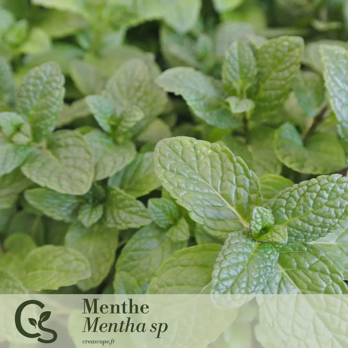 Jardin Gourmand - plante 3