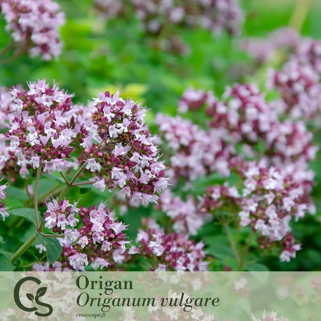 Jardin Gourmand - plante 4