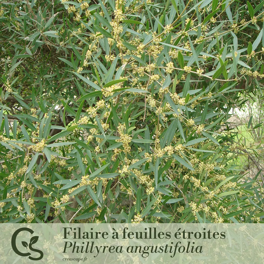 Haie méditerranéenne - plante 4