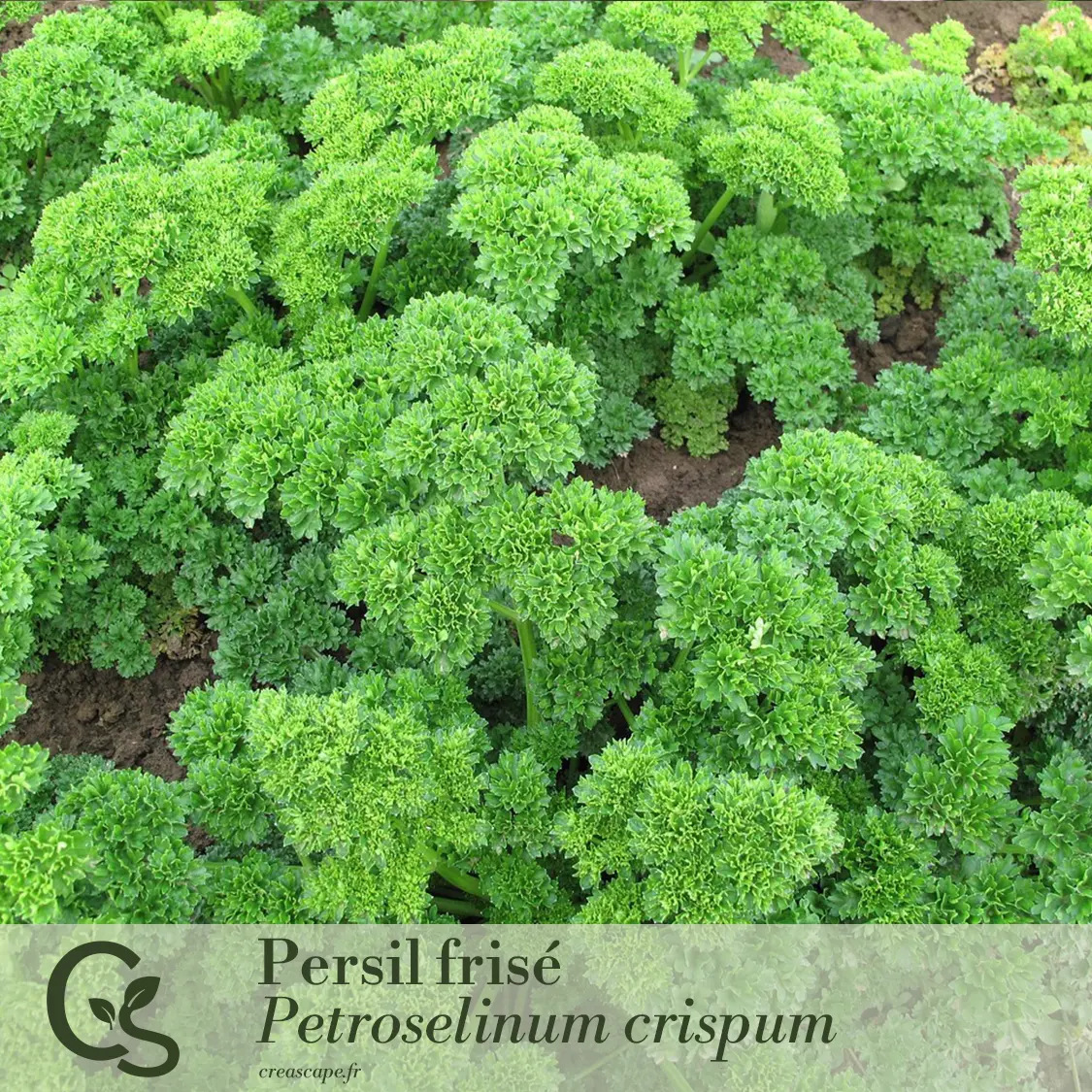 Jardin Gourmand - plante 5