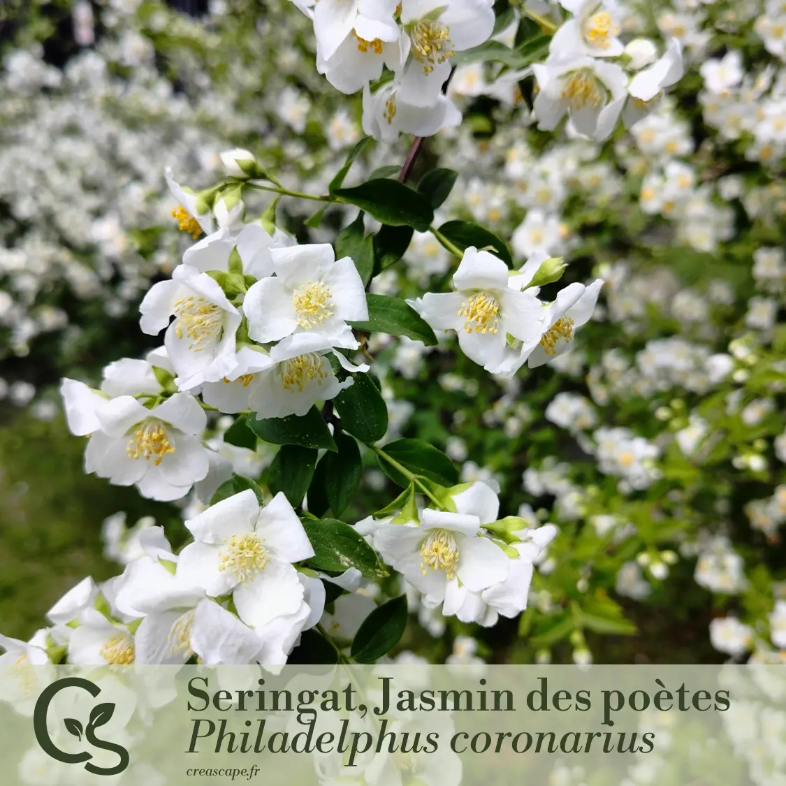Haie de séparation naturelle et fleurie - plante 3