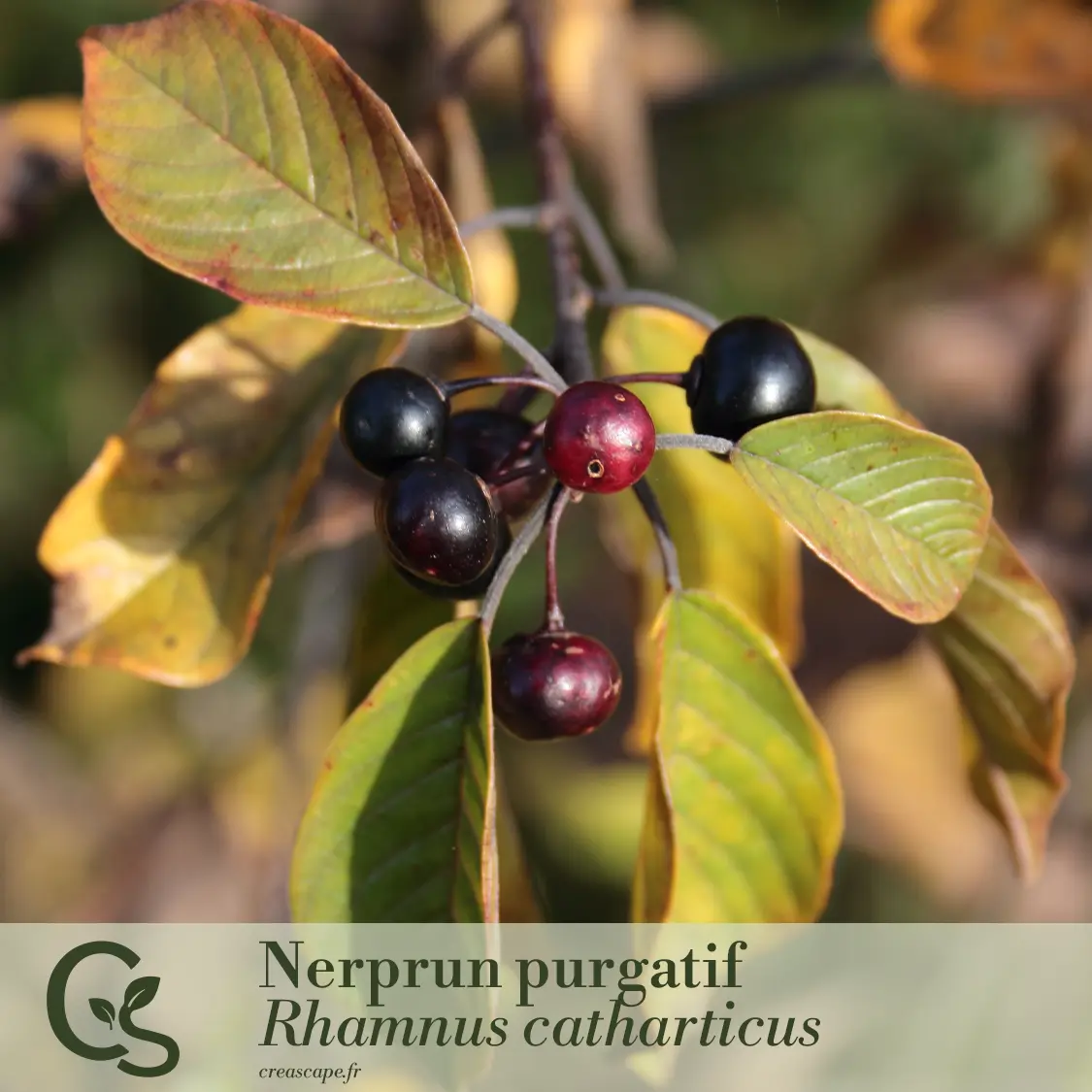 Haie de séparation naturelle et fleurie - plante 4