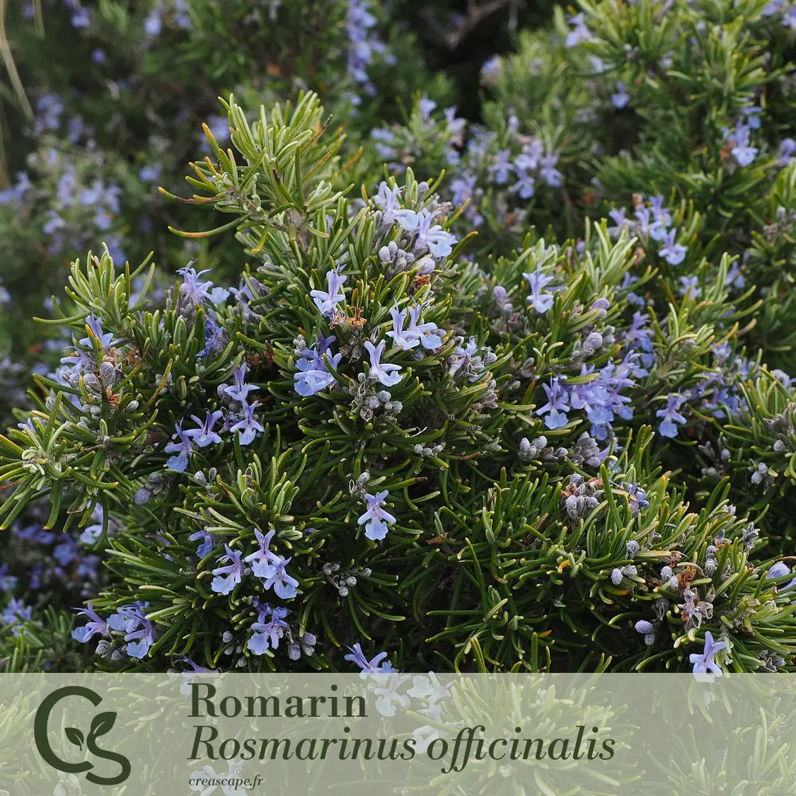 Jardin Gourmand - plante 6