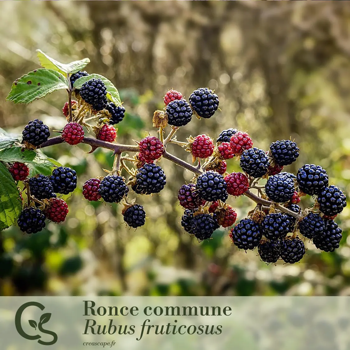 Haie fruitière basse - plante 3