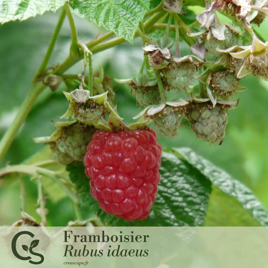 Haie fruitière basse - plante 4