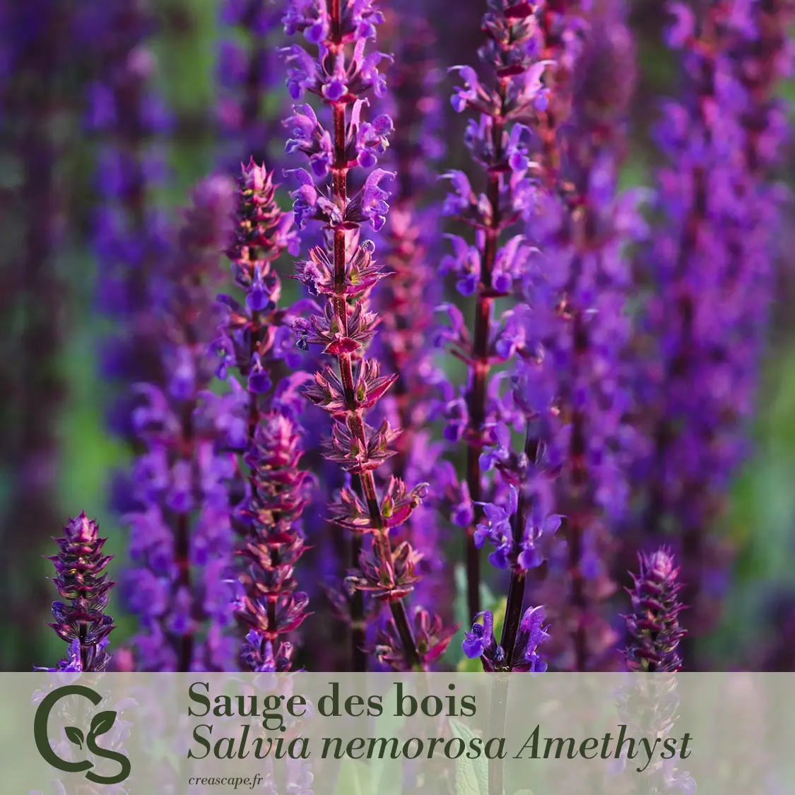 Nuances vaporeuses - plante 4