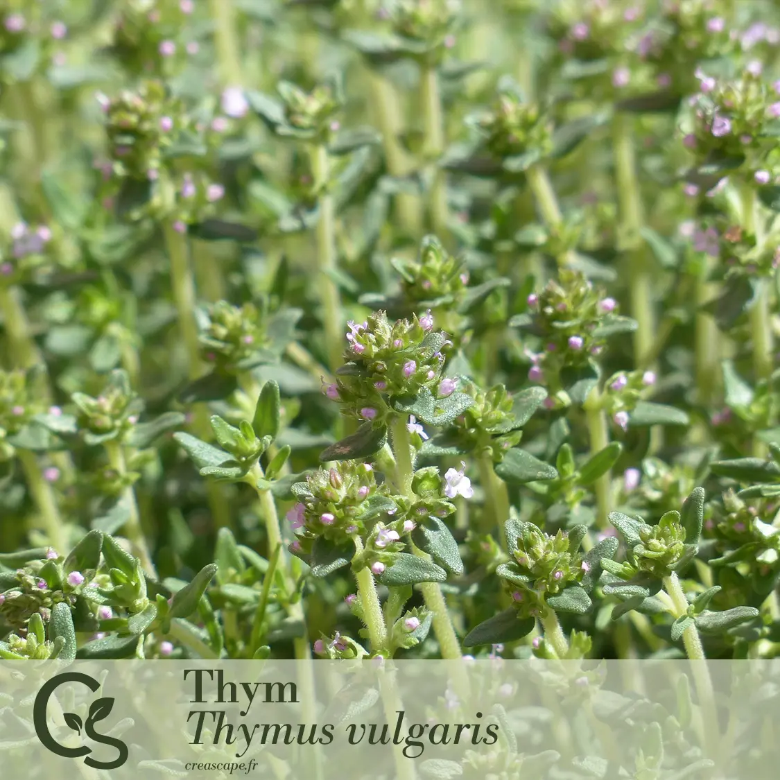 Jardin Gourmand - plante 8