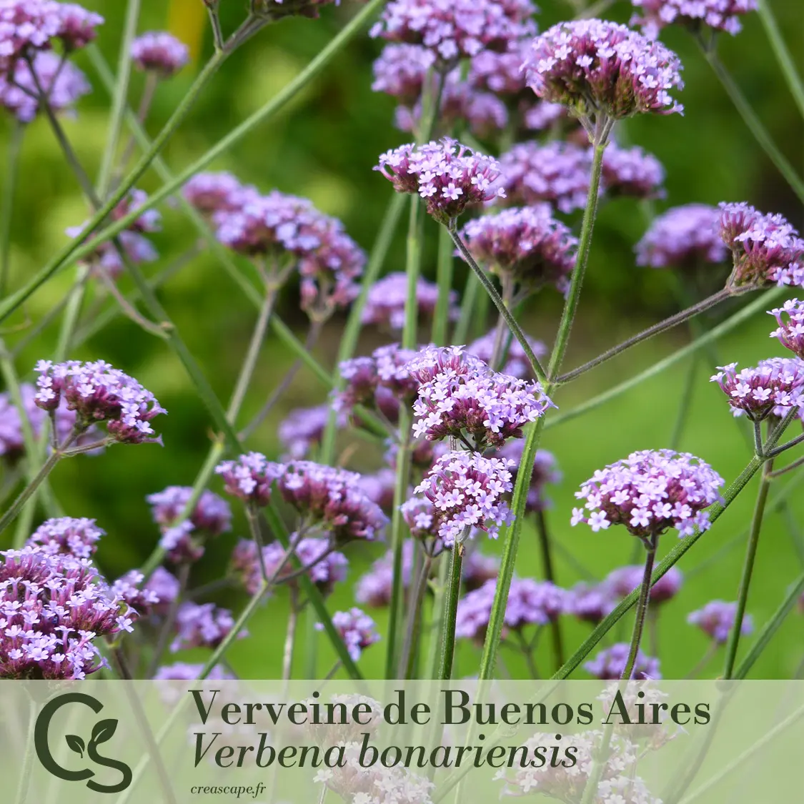 Ombre Élégante - plante 5
