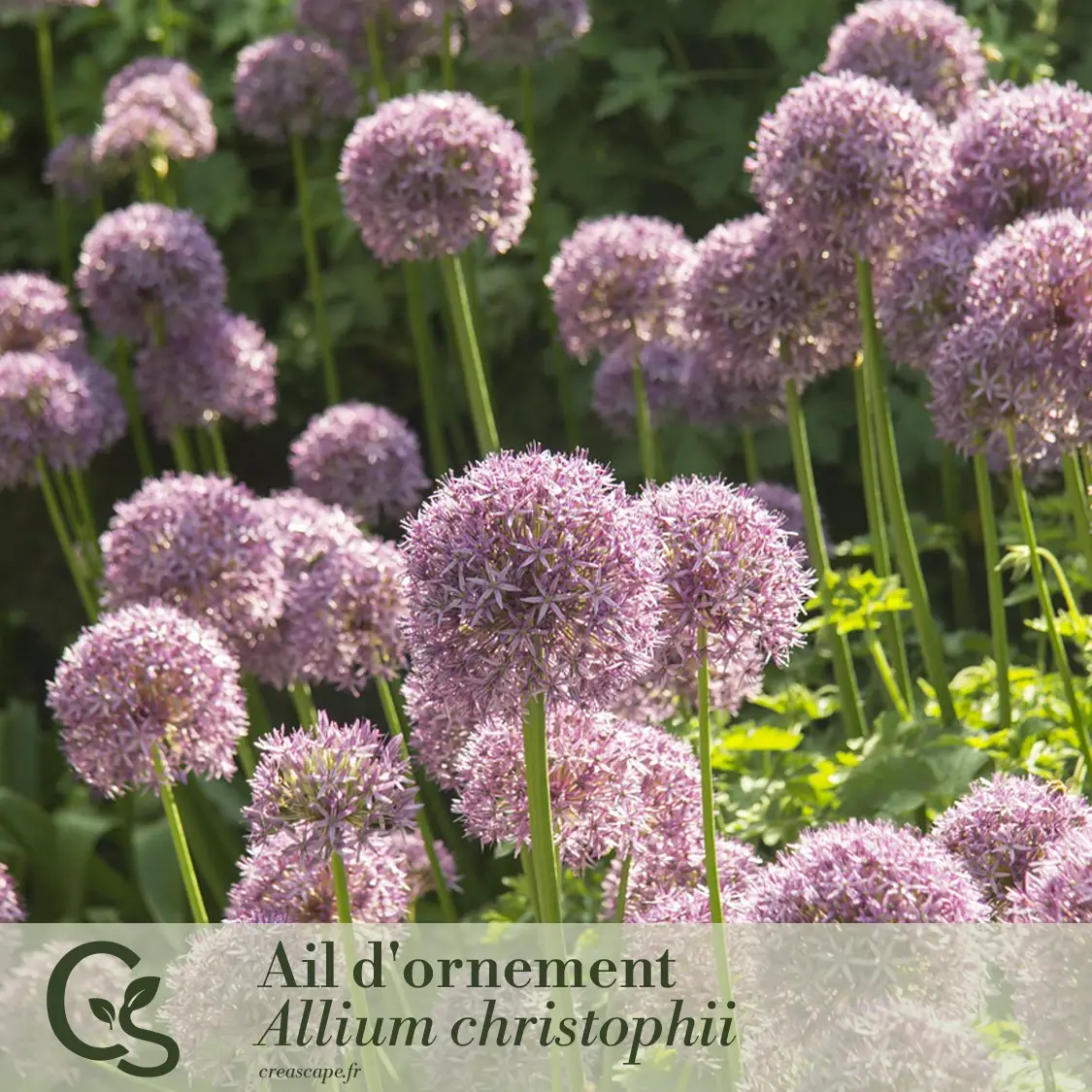 Rêve d'Été en Violet et Rose - plante 1