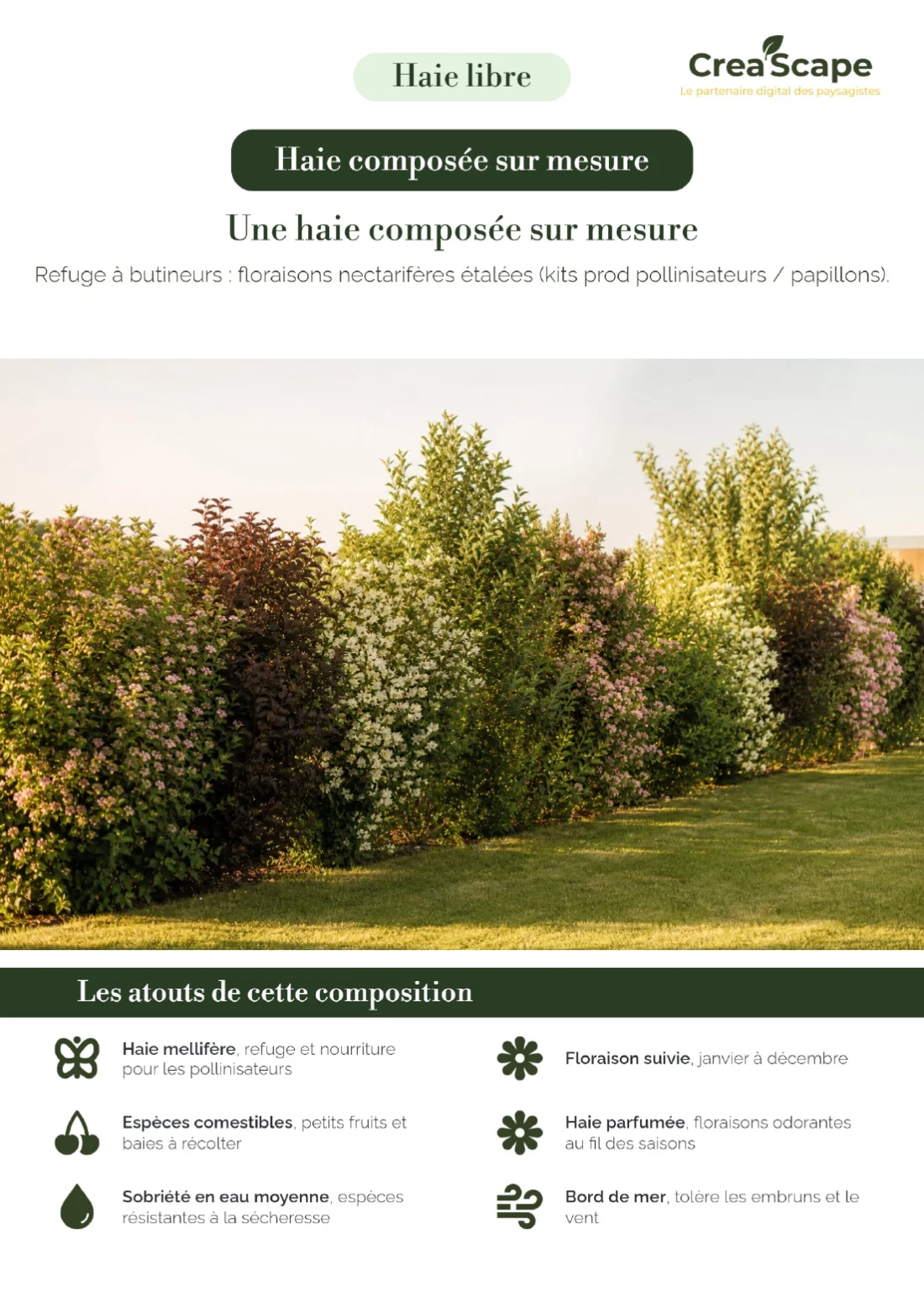 Dossier de présentation d’une haie mellifère&nbsp;: floraisons nectarifères étalées