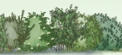 Haies fruitières